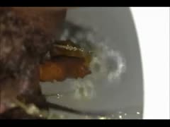 Filming her shit in the bowl, whore